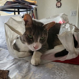 Fundraising Page: Irmani Collins